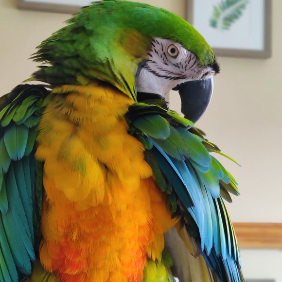 Meet your Posher, Abbey - Picture 3 of 5